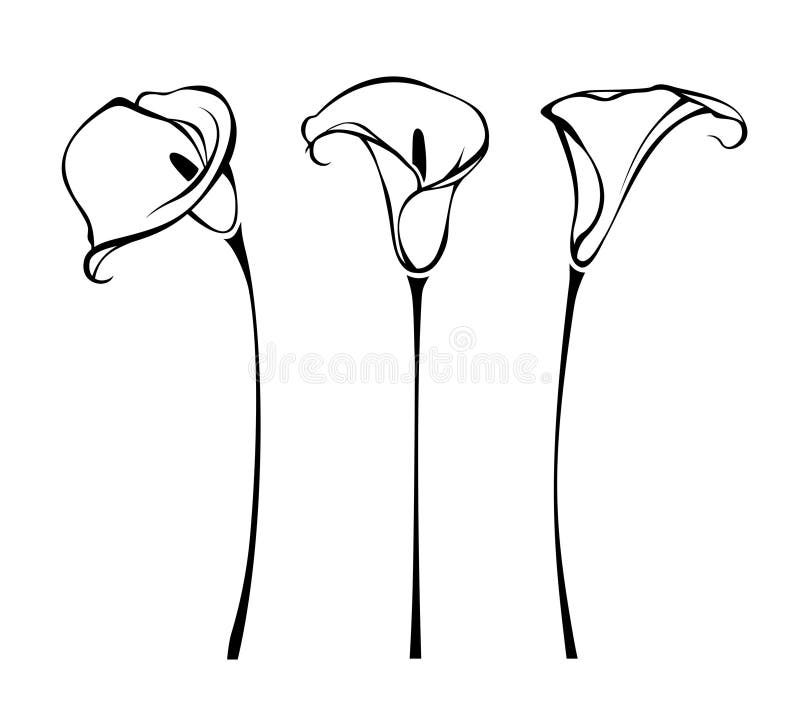 Calla-Blumen. Vektorgrafiken mit schwarz-weißer Linie stock abbildung