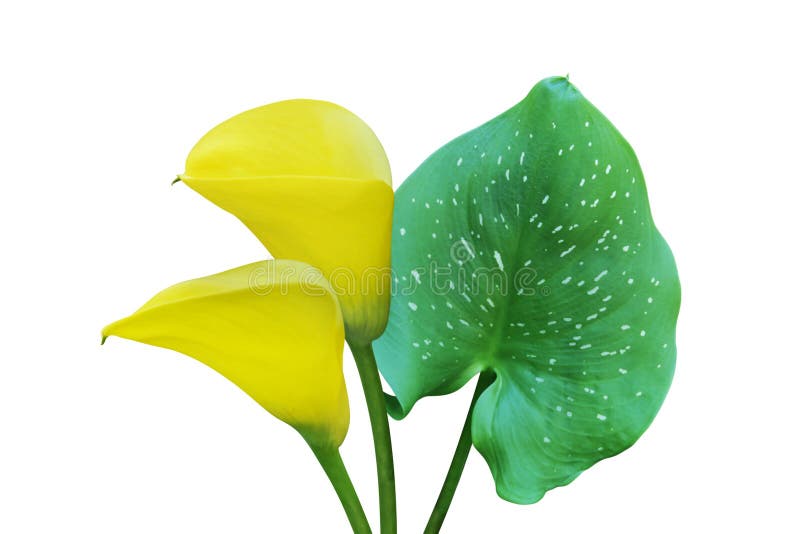 Calla Jaune Fleurs De Lys Avec Feuille Verte Isolée Sur Fond Blanc Avec  Chemin De Coupe Photo stock - Image du normal, fleurs: 217911338
