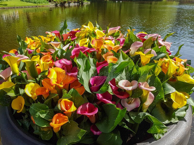 Calla Keukenhof lilly стоковое изображение Calla Keukenhof lilly стоковое изображение