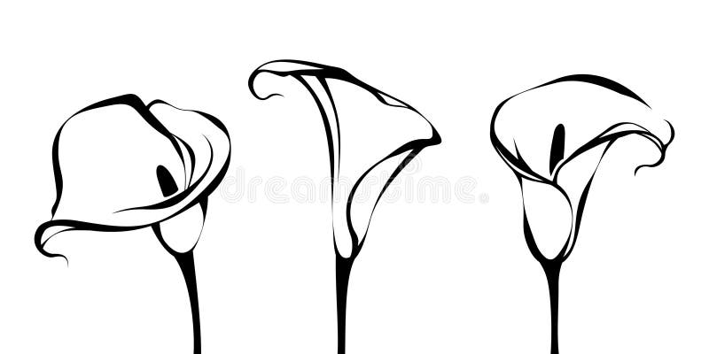 Calla liblumen. Vektorgrafiken mit schwarz-weißer Linie vektor abbildung