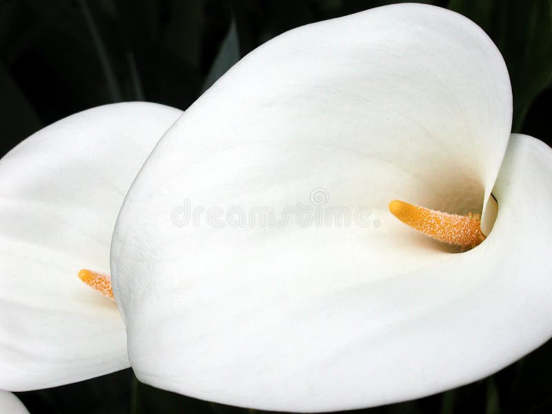 Calla lilies