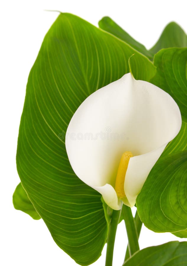 Calla Lilies with Green Leaves Stock Image Image of yellow, flora