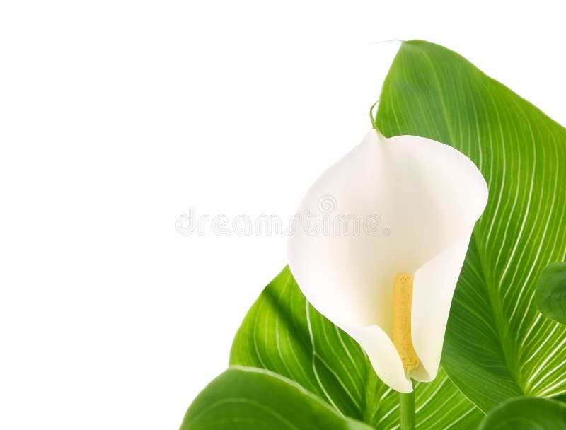 Calla Lilies with Green Leaves Stock Image Image of nature, flavoured