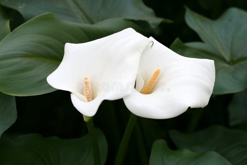 Calla-lily