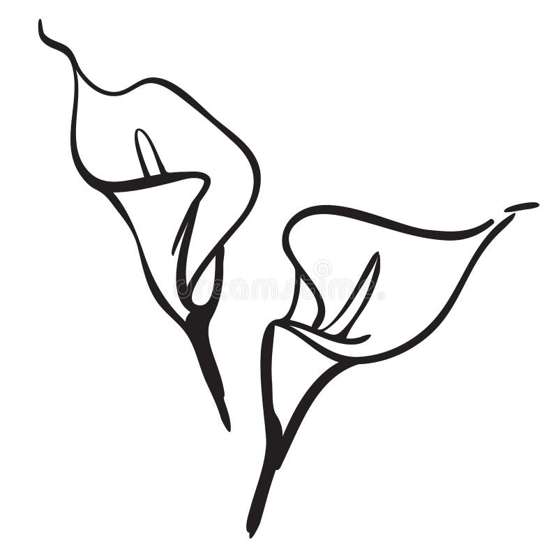 Featured image of post How To Draw A Calla Lily / 1) draw a rectangle that will define the conditional proportions and boundaries of the chosen drawing.