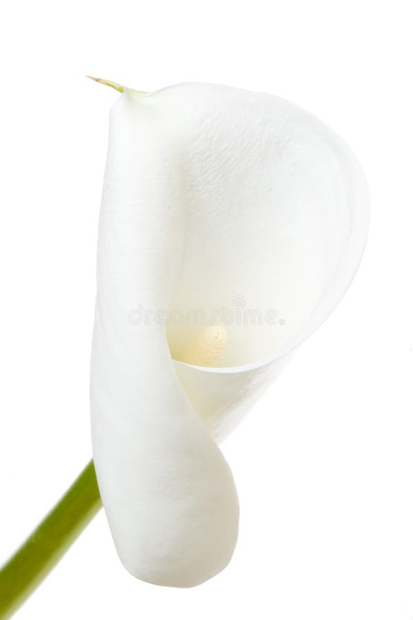 A calla lily