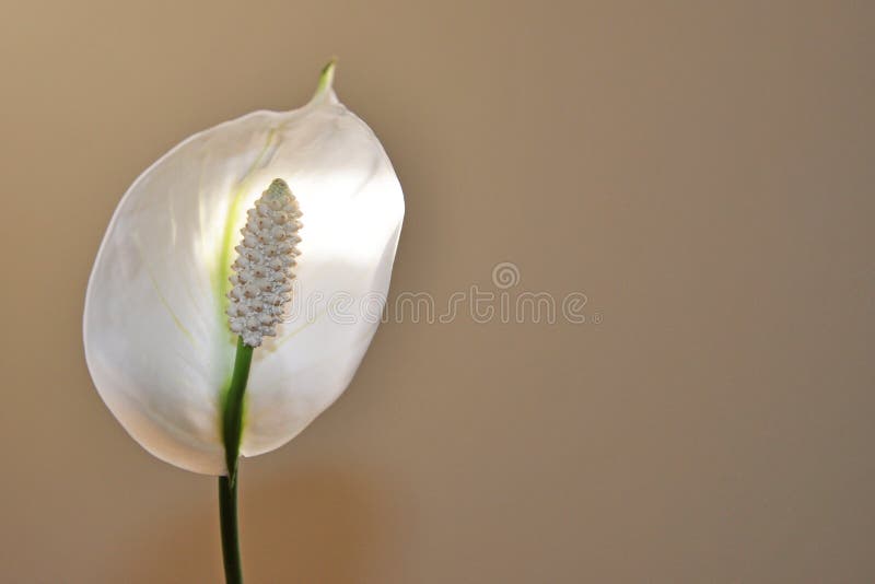Peace lily stock photo. Image of plant, flower, spadix 10991832
