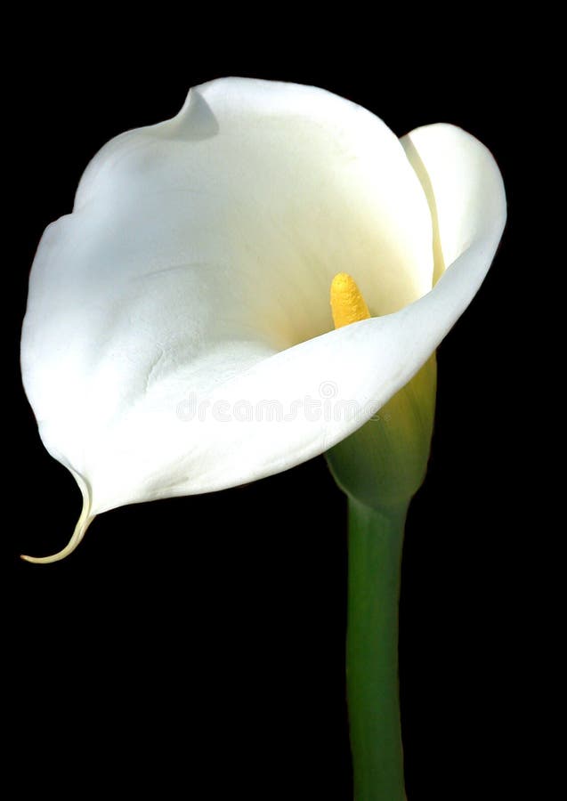 Calla Lily stock image. Image of curl, bell, bloom, white 692407