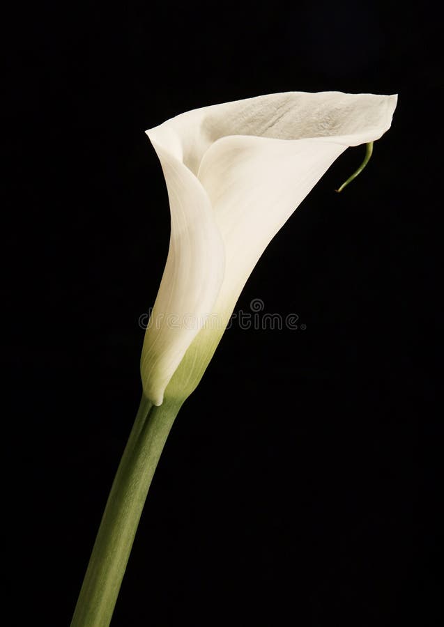 Calla lily