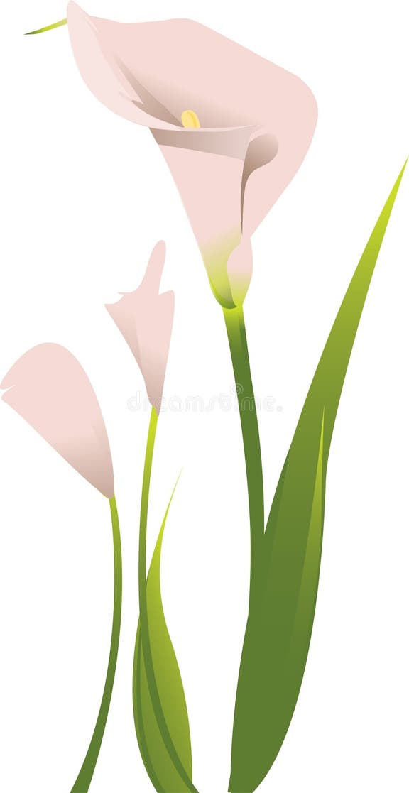 Calla Lily Stock Illustrations – 4,698 Calla Lily Stock Illustrations ...