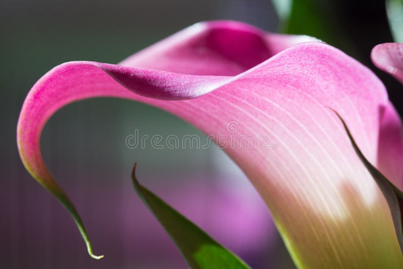 Calla Lily Closeup stock photo. Image of side, view, colored - 68975542
