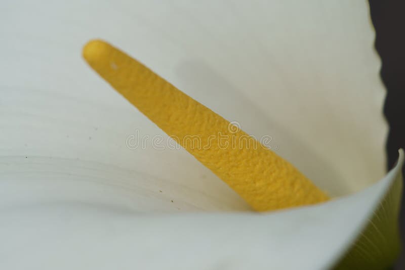 Calla Lily flower stock image. Image of closeup, vibrant 260121657