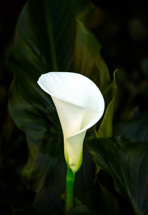 Calla lily flower stock photo. Image of flourish, nature 109788264