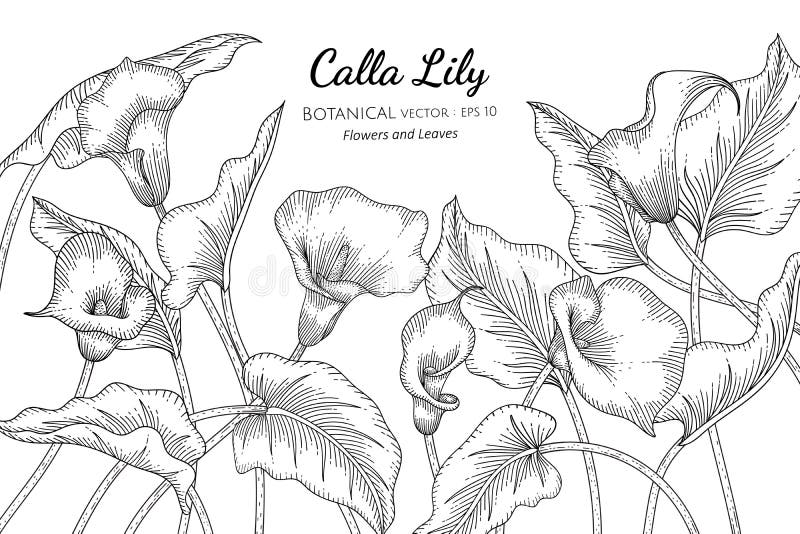 Calla Lily flower and leaf hand drawn botanical illustration with line art on white backgrounds