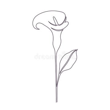 Calla Lily Stock Illustrations – 4,227 Calla Lily Stock Illustrations ...