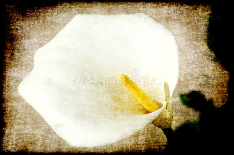 Calla Lily Painting
