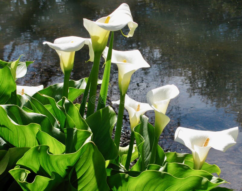 Water Calla Lily stock photo. Image of liquid, moisture 103187650