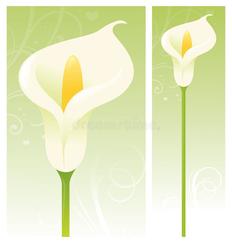 Calla Lily royalty free illustration