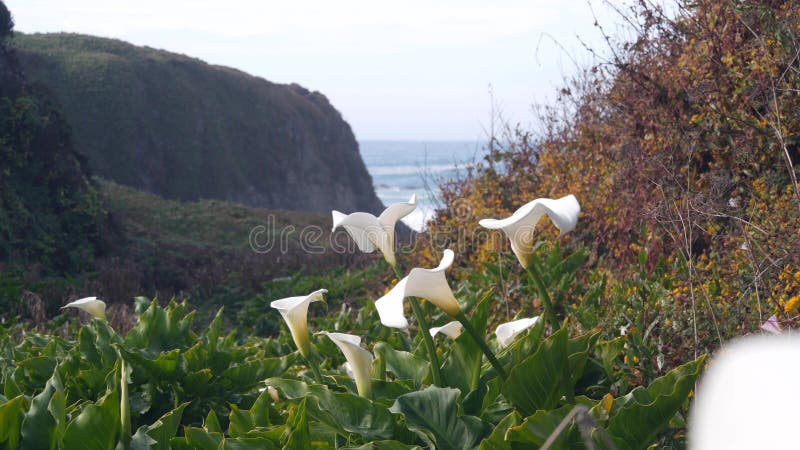 Calla Lily Valley, Garrapata Beach, Big Sur White Flower, California ...