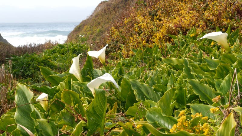 Calla Lily Valley, Garrapata Beach, Big Sur White Flower, California ...