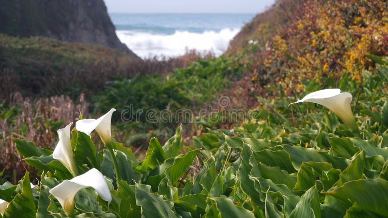 Calla Lily Valley, Garrapata Beach, Big Sur White Flower, California ...