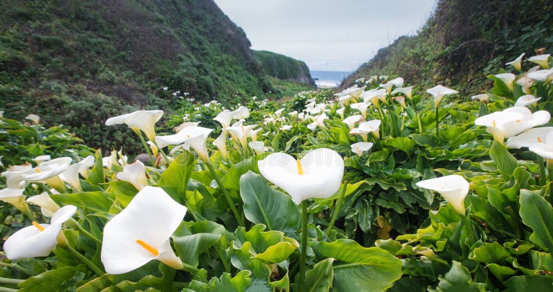 Calla Lily Valley at Garrapata State Park Big Sur Stock Image - Image ...