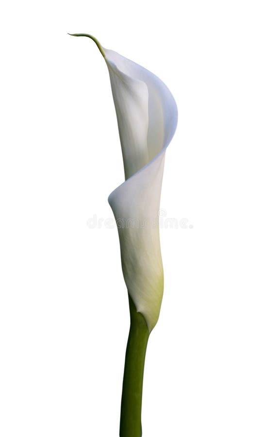 Calla lily on white