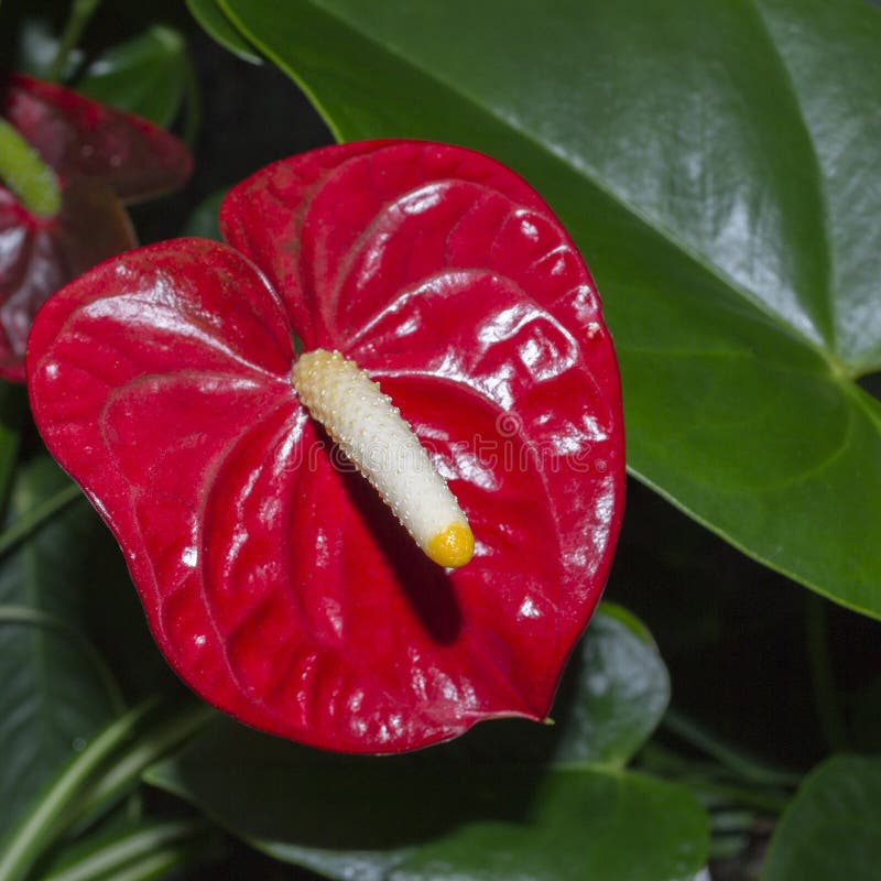 Calla red. stock photo. Image of arum, botany, caladium 104479860