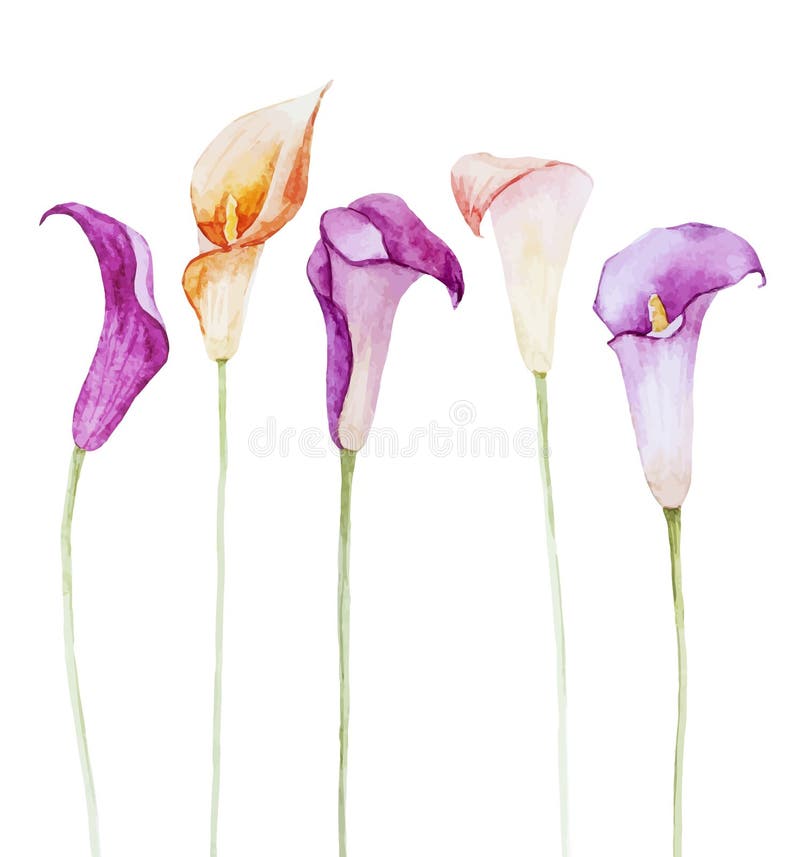 Calla watercolor της Νίκαιας λουλούδια