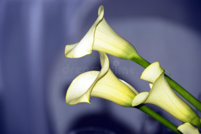 Calla lilies in love against blue background. Calla lilies in love against blue background