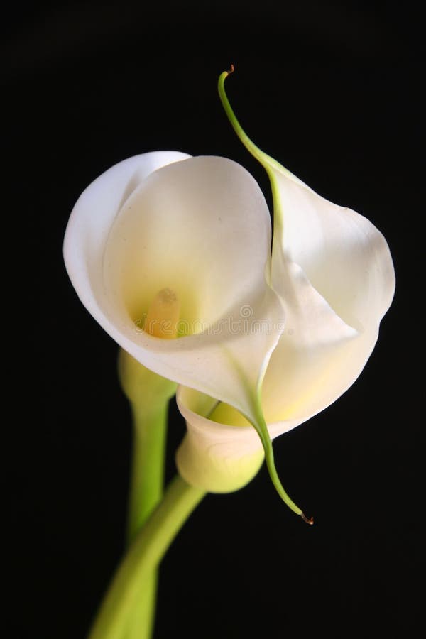 Calla lilies in love against black background. Calla lilies in love against black background