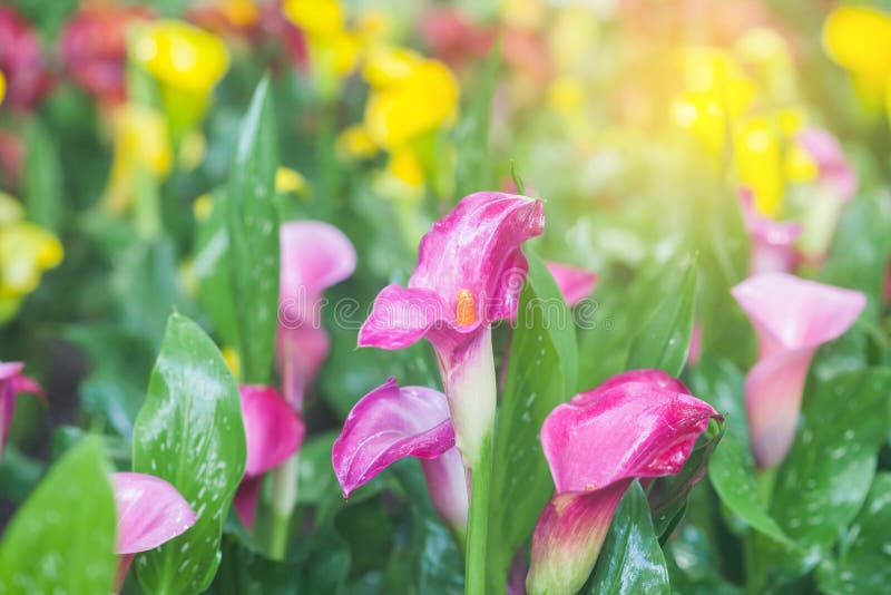 Callaliljan blommar i ljuset arkivfoton Callaliljan blommar i ljuset arkivfoton