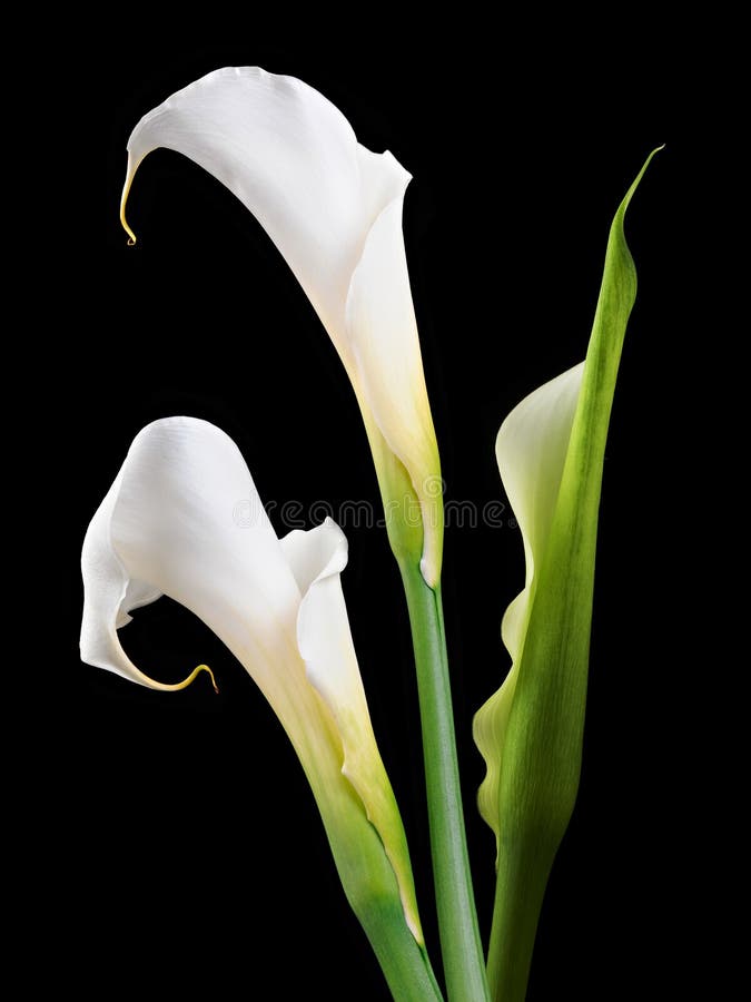 Callas royalty free stock images Callas royalty free stock images