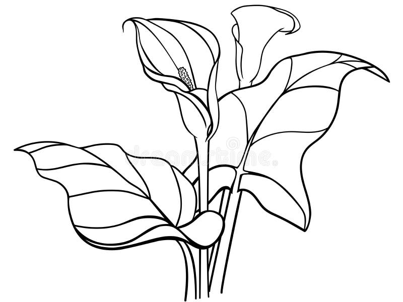 Callas flowers with leaves. Bouquet. White callas. Lilies. Line drawing for coloring