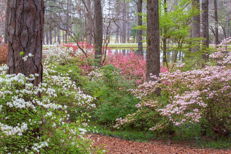 Callaway Gardens Nature Trail Pine Mountain Stock Photo - Image of appalachian: 113895816