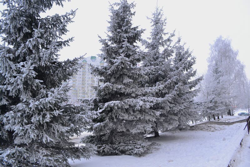 Calle de los árboles frutales en la ciudad - paisaje urbano invernal. Ciudad de Minsk, Bielorrusia. Grandes abetos nevados en la imagenes de archivo Calle de los árboles frutales en la ciudad - paisaje urbano invernal. Ciudad de Minsk, Bielorrusia. Grandes abetos nevados en la imagenes de archivo