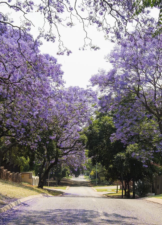 Calle del jacaranda vibrante púrpura hermoso en la floración Primavera fotos de archivo libres de regalías Calle del jacaranda vibrante púrpura hermoso en la floración Primavera fotos de archivo libres de regalías