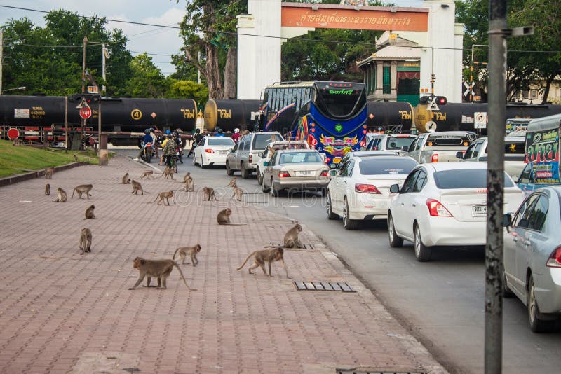 LOPBURI, THAILAND - AUGUST 15: Street full of monkeys on August 15, 2013 in Lopburi, Thailand. The city is best known for the hundreds of Crab-Eating Macaques. LOPBURI, THAILAND - AUGUST 15: Street full of monkeys on August 15, 2013 in Lopburi, Thailand. The city is best known for the hundreds of Crab-Eating Macaques.