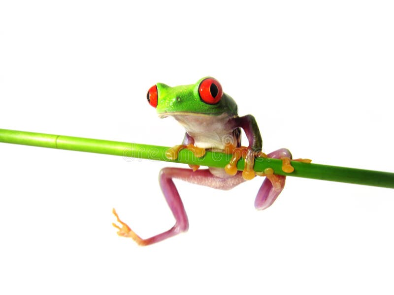Callidryas aux yeux rouges d'Agalychnis de grenouille d'arbre 133) ( photos stock Callidryas aux yeux rouges d'Agalychnis de grenouille d'arbre 133) ( photos stock