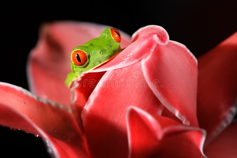 Callidryas d'Agalychnis, grenouille d'arbre aux yeux rouges, animal avec de grands yeux rouges, dans l'habitat de nature, Costa R images libres de droits Callidryas d'Agalychnis, grenouille d'arbre aux yeux rouges, animal avec de grands yeux rouges, dans l'habitat de nature, Costa R images libres de droits