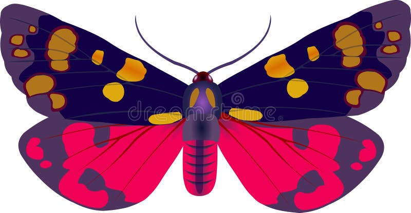 Callimorpha moth