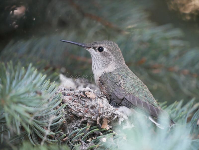 Calliope Hummingbird en jerarquía imagen de archivo Calliope Hummingbird en jerarquía imagen de archivo