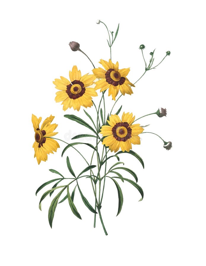 Calliopsis | Illustrazioni del fiore di Redoute illustrazione di stock Calliopsis | Illustrazioni del fiore di Redoute illustrazione di stock