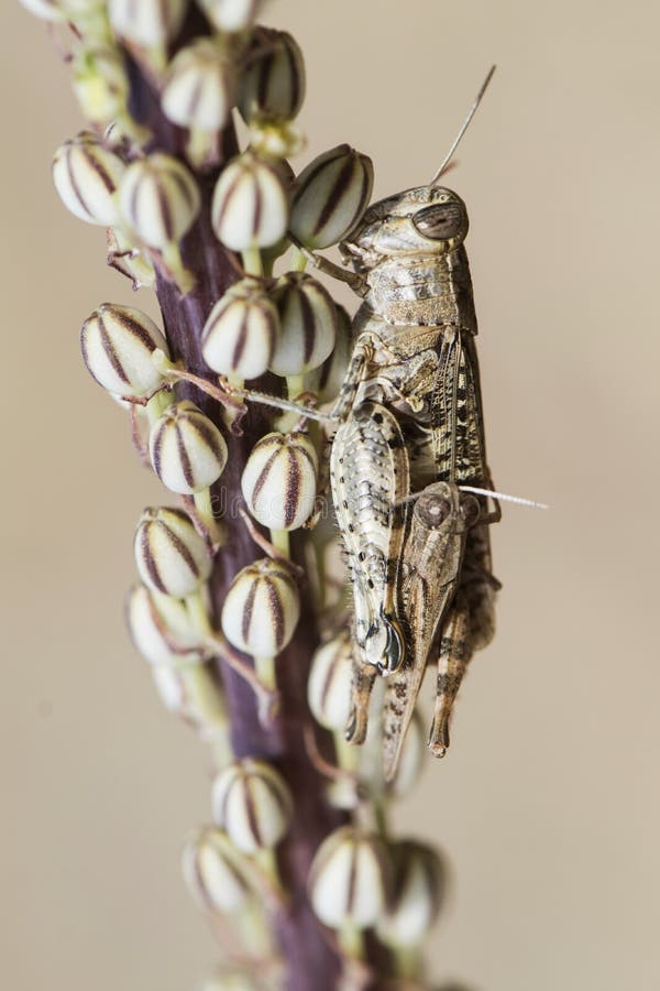 Calliptamus cf barbarus couple of this species of grasshopper mating on a toxic plant of Urginea maritima