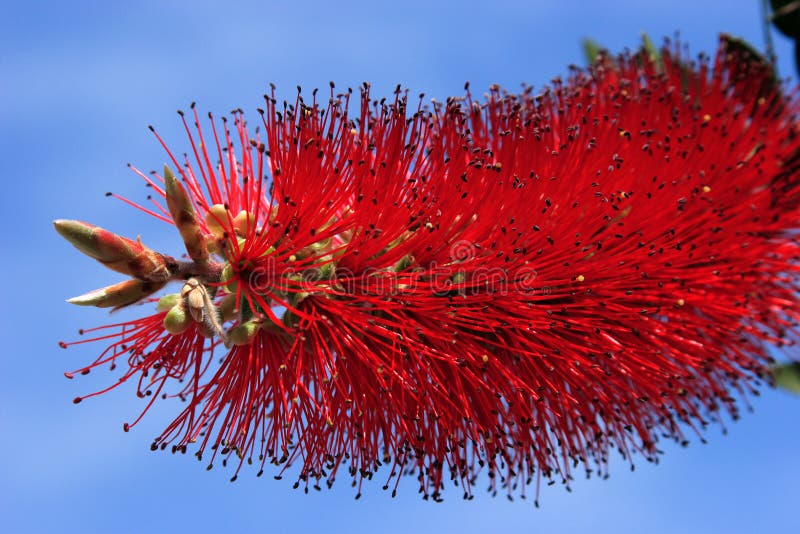 Callistemon citrinus