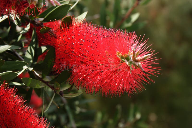 Callistemon citrinus