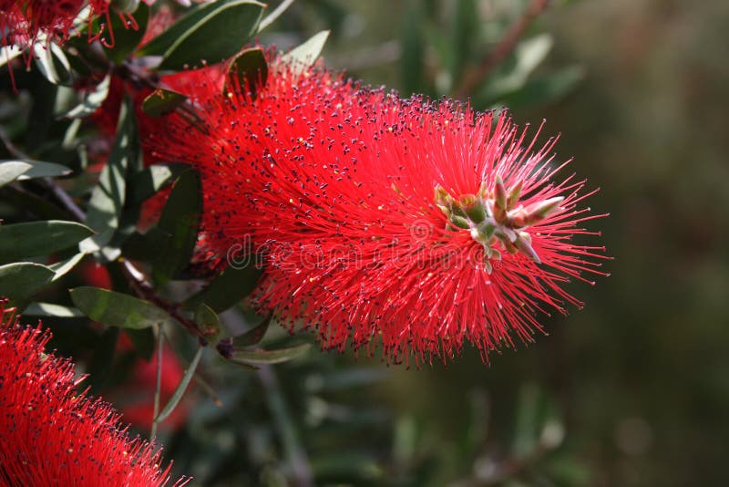 Callistemon citrinus