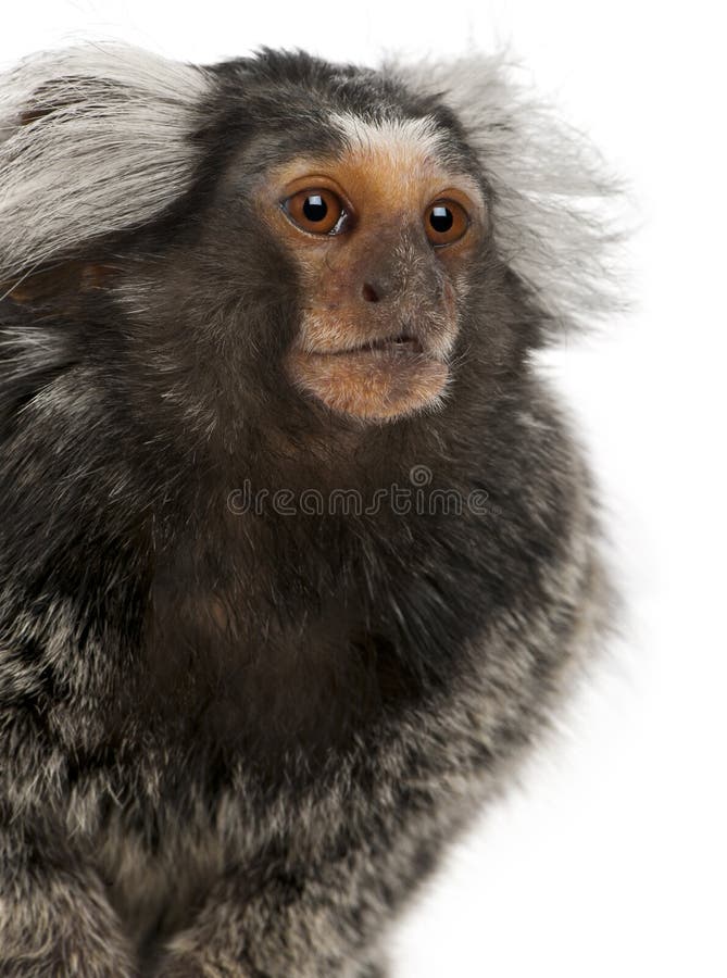Callithrix κοινό jacchus marmoset στοκ εικόνες με δικαίωμα ελεύθερης χρήσης