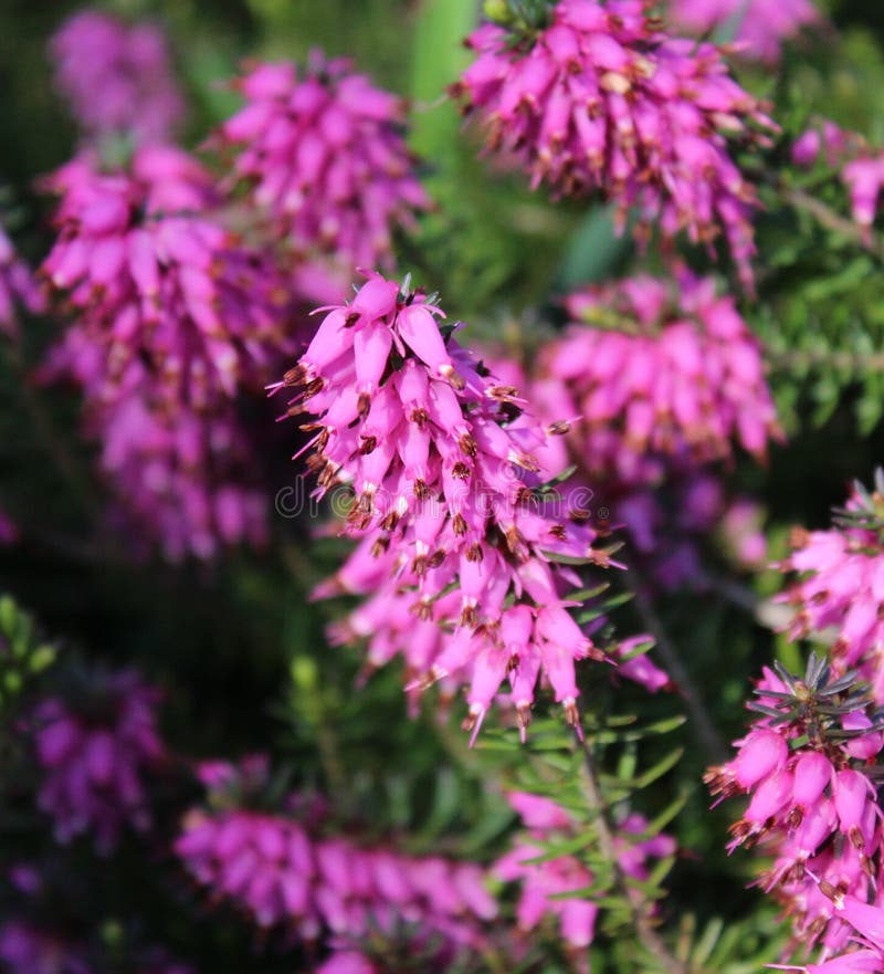 Bunch of heather flower (calluna vulgaris, erica, ling) on shabby