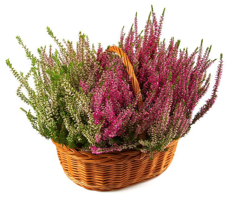 Calluna vulgaris, Ling or Erica in bloom. Vertical floral